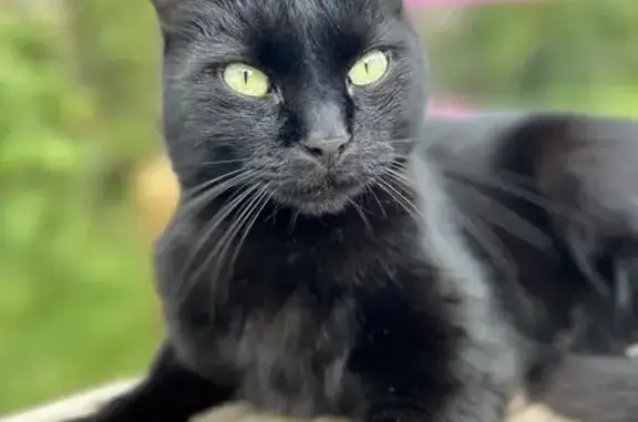 Animaux perdus Bourguébus, photo: Chat noir Rico perdu à Bourguébus