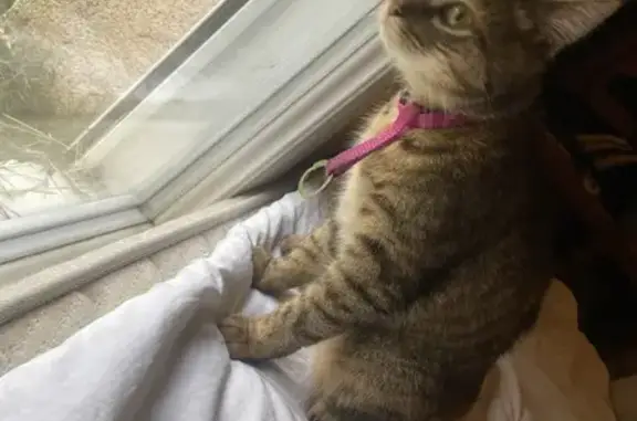 Chat perdu et retrouvé à Trélazé - photo