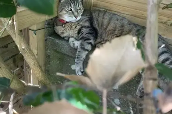 Chat perdu, Angers, photo: Chat européen tigré perdu à Angers