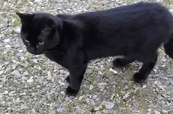 Animaux perdus , photo: Chat perdu à Laveraët, Occitanie