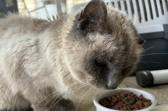 Chat trouvé , photo: Chat siamois aveugle trouvé à Ceaux