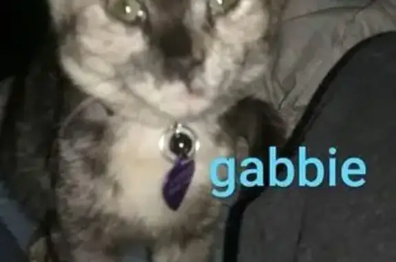 Lost Cat Gabbie: Grey Mix, Collared - Coffeyville