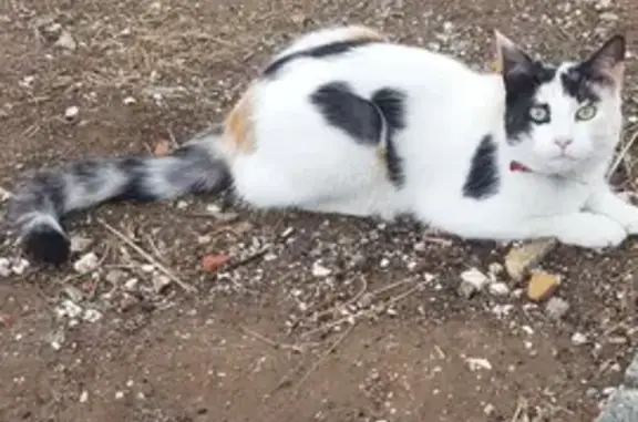 Animaux perdus Boos, photo: Chatte mi-maincoon perdue à Boos