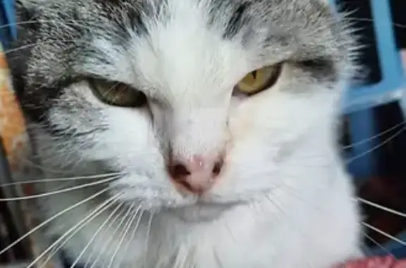 Chat trouvé Steenwerck, photo: Chat perdu à Steenwerck retrouvé