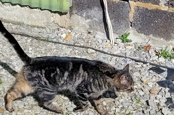 Chaton tigré perdu à Athée - photo