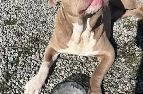 Chien crème perdu à Saint-Nolff - photo