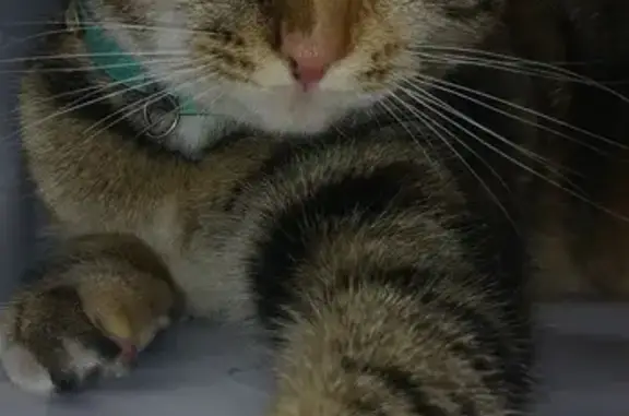 Help Find Jessabell: Lost Cat in Vanderbijlpark