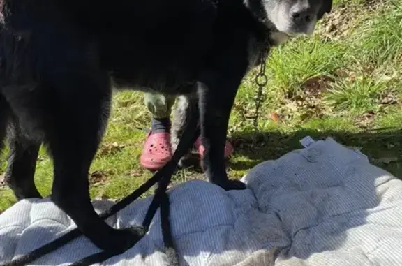 Deux chiens récupérés à Landévant - photo