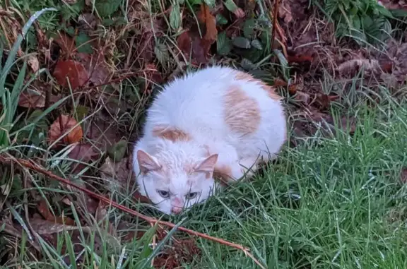 Chat blanc yeux bleus trouvé - photo