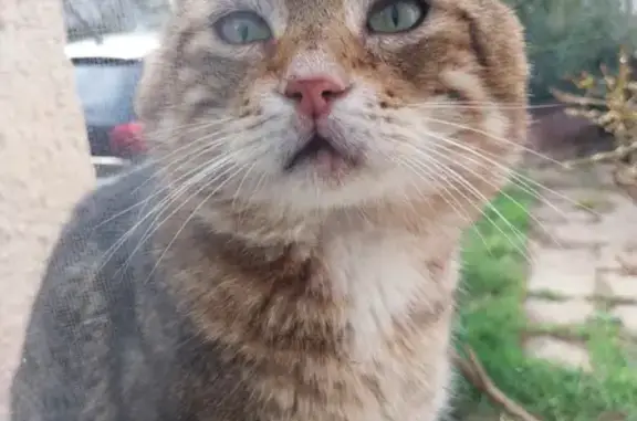 Chat errant allée Jules Raimu - photo