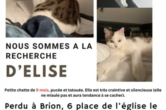 Chat perdu, , photo: Chaton tatoué perdu - Rue du Stade