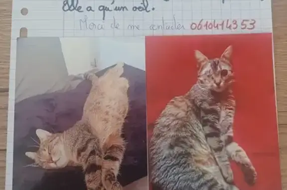 Animaux perdus Verrières, photo: Chat perdu: sociable, 1 œil - Verrières