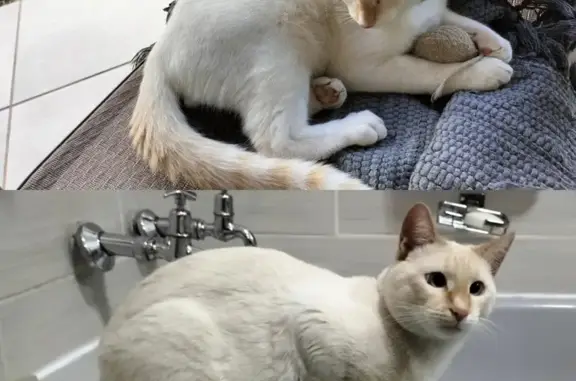 Lost White & Ginger Male Cat - Rustenburg