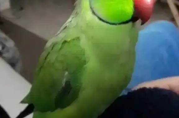 Lost pets , photo: Help Find Tossie: Chatting Ringnek Lost!