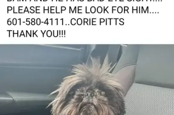 Lost Black Shih Tzu near Old Amy Rd, Laurel!