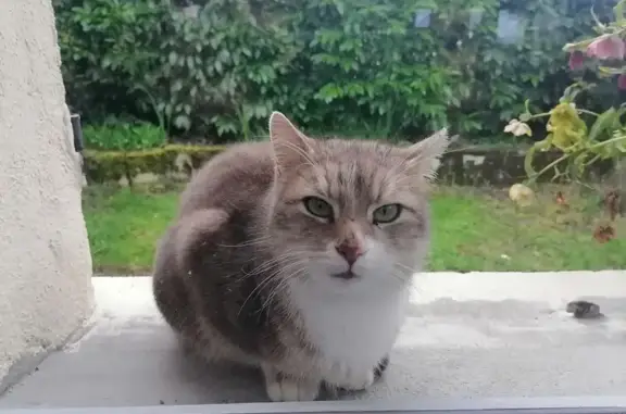 Chat retrouvé à Quinsac - photo