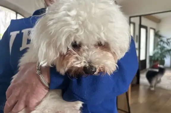 Chien mâle trouvé à Uzès - photo