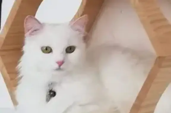 Chat perdu, , photo: Chatte blanche perdue à Saint-Grégoire