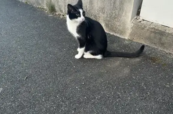 Animaux trouvés Pulnoy, photo: Chat perdu à Pulnoy retrouvé