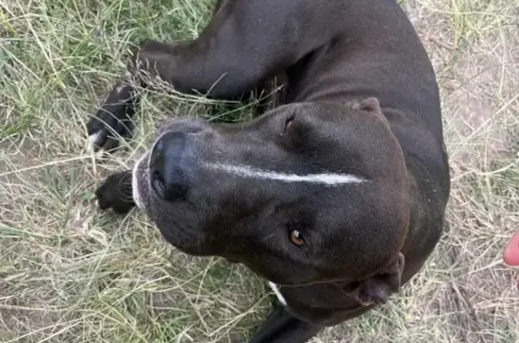 Help Find Benji: Lost Black Pitbull in Uitkyk