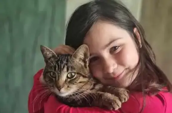 Chat perdu, Gaël, photo: Sissi, chatte tigrée perdue à Gaël