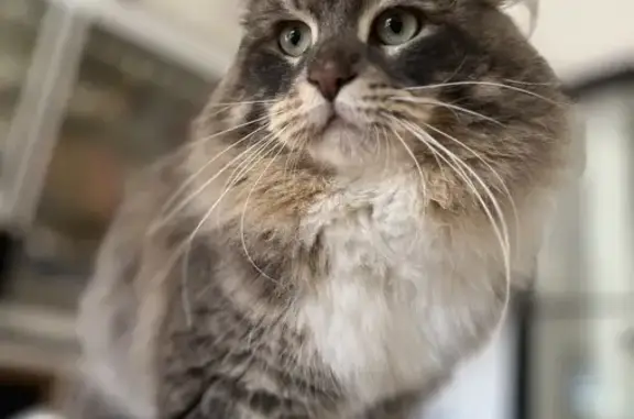 Animaux perdus Montauroux, photo: Chaton sibérien perdu à Montauroux