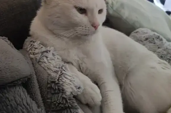 Animaux perdus Le Blanc-Mesnil, photo: Chat blanc perdu - Le Blanc-Mesnil