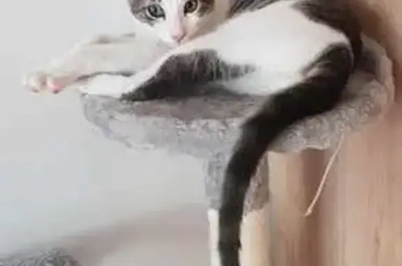 Animaux perdus Montreuil, photo: Chat gris et blanc perdu à Montreuil
