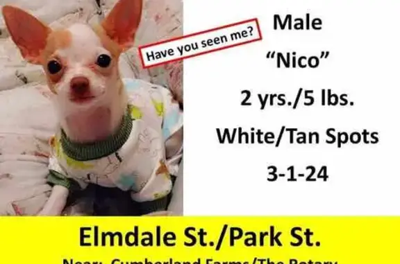 Lost Chihuahua Nico: White & Brown, 4 lbs!