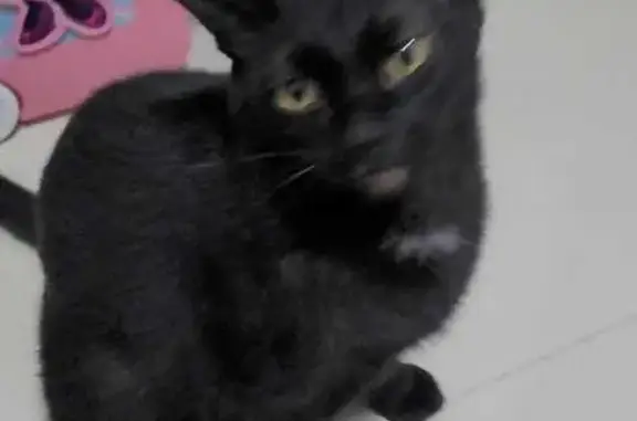 Lost Black Cat with Yellow Eyes - Sumang Walk 327