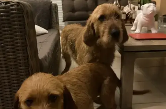 Chiens Basset Fauve trouvés - photo