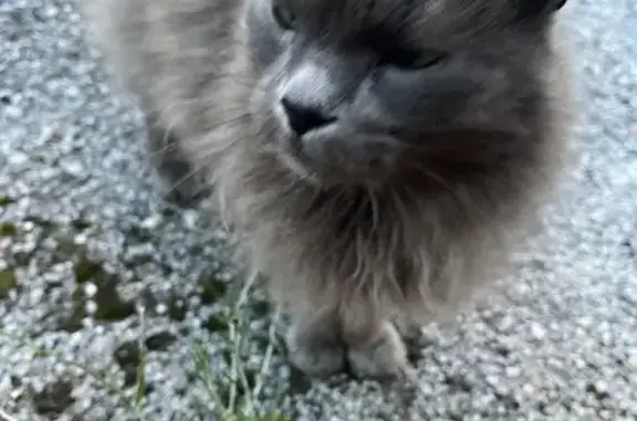Chatte grise affectueuse trouvée - photo