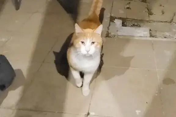 Chat roux et blanc perdu - photo