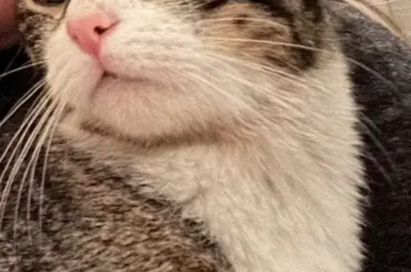 Chat trouvé, déposé à la LPA #6045 - photo