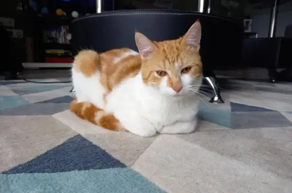 Animaux perdus Ernée, photo: Avis de recherche: Chat roux perdu