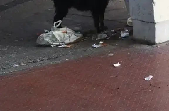 Chien trouvé à Grenoble 5/03 - photo