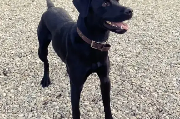 Chien perdu , photo : Chien Oscar perdu à Cransac