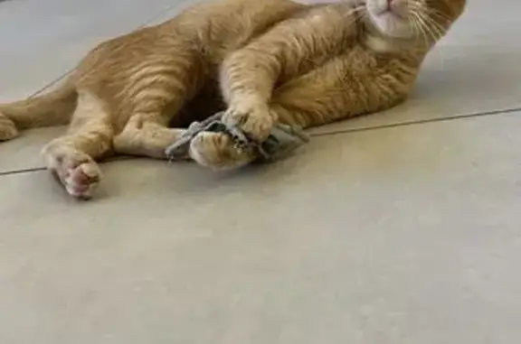 Chat perdu, La Ravoire, photo: Chat roux tigré disparu à La Ravoire