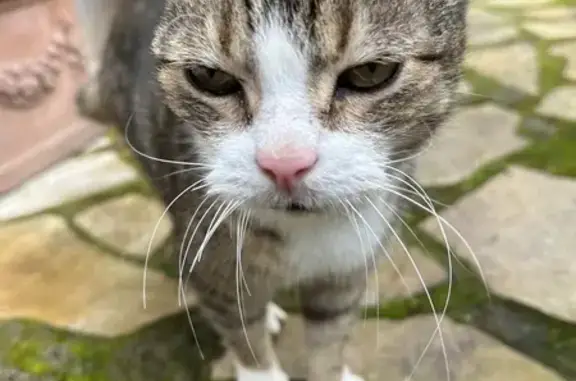 Chat tigré gris retrouvé à Hérisson - photo
