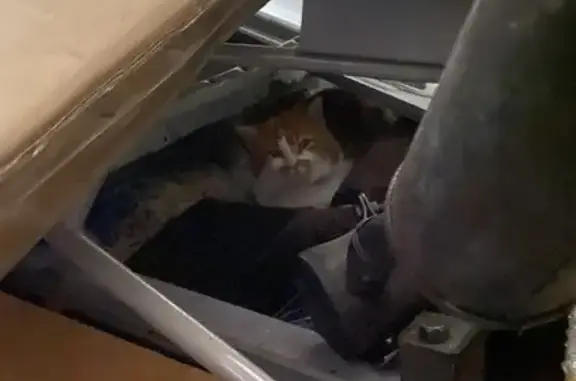 Chat blanc/roux trouvé à Eteaux - photo