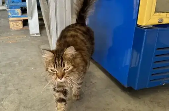 Chat câlin trouvé à Cuverville - photo