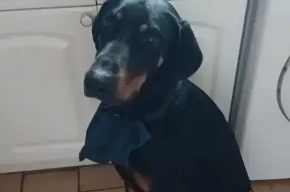Chien perdu , photo : Alerte: Deux Chiens Égarés