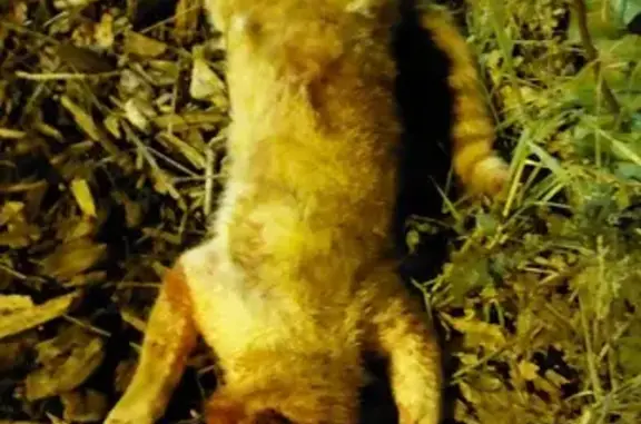 Chat roux percuté près de Lidl - photo