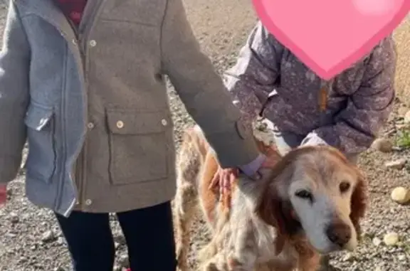 Chienne épagneul perdue, malade - photo
