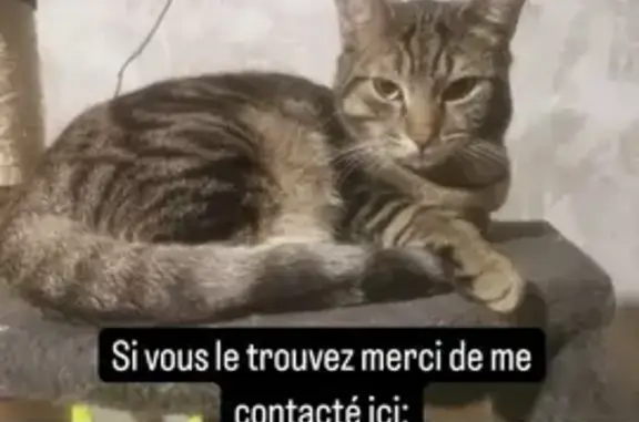 Chat perdu, Dunkerque, photo: Chat Zephyr perdu, Dunkerque
