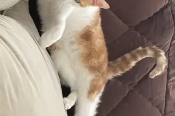 Animaux perdus , photo: Chat roux et blanc perdu à Aspres