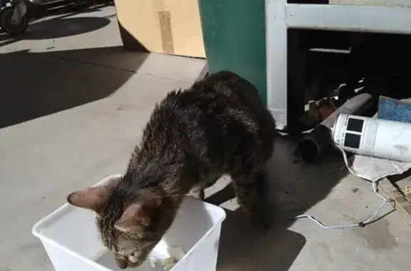 Chat trouvé Montpellier, photo: Chatte tigrée trouvée à Montpellier
