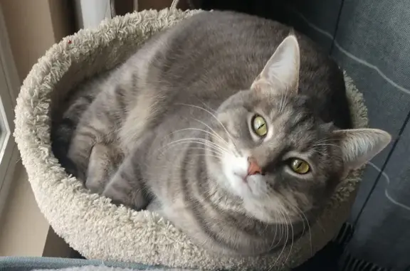 Lost Grey Tabby Cat in Lenexa - Help Find Her!
