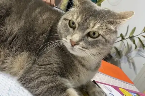 Chat perdu, Tassin-la-Demi-Lune, photo: Chat tigré gris perdu à Tassin