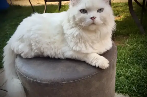 Lost White Persian Cat - Grobler St, Boksburg!